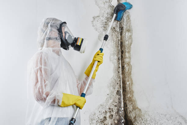 Best Mold Cleaning Services  in Morenci, AZ