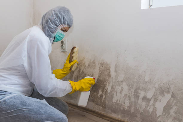 Best Crawl Space Mold Removal  in Morenci, AZ