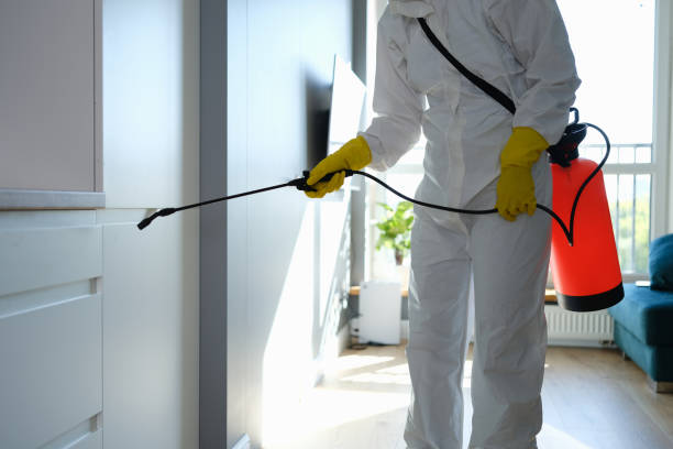 Home Mold Removal in Morenci, AZ