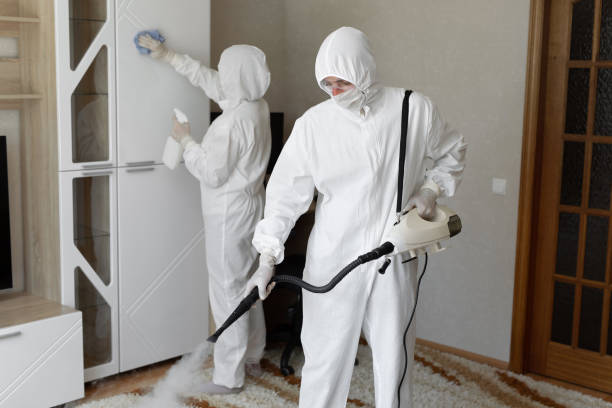 Attic Mold Removal in Morenci, AZ