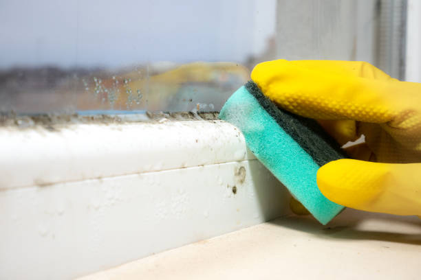 Best Commercial Mold Removal  in Morenci, AZ