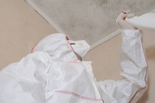 Best Attic Mold Removal  in Morenci, AZ