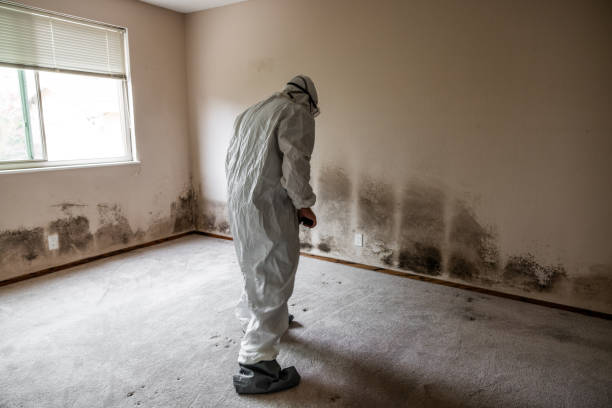 Best Black Mold Removal  in Morenci, AZ