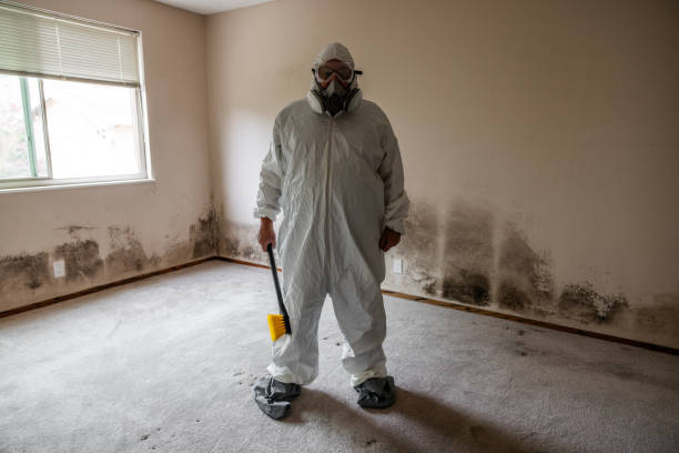 Best Office Mold Removal Services  in Morenci, AZ