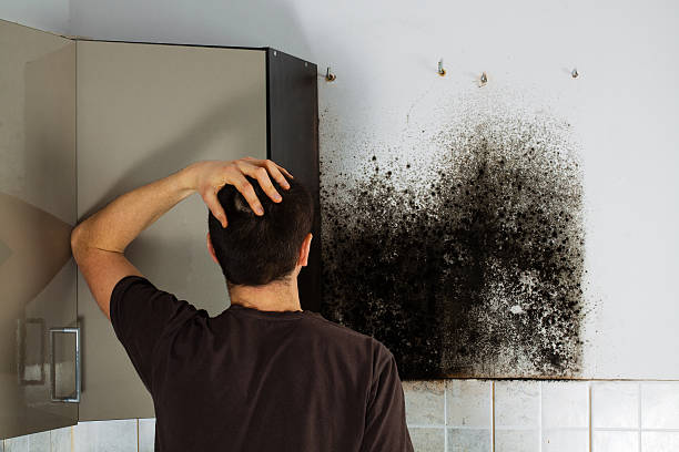 Best Fast Mold Removal  in Morenci, AZ